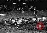 Standbild American Football Match New York United States USA, 1957, aus Sekunde 24 historischem Filmmaterial Videoclip 65675069761