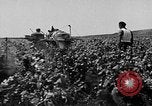 Image of Marshall Plan Europe, 1949, second 29 stock footage video 65675069772