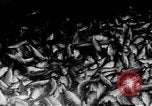 Image of Marshall Plan Europe, 1949, second 45 stock footage video 65675069772