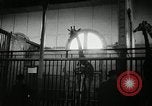 Standbild baby Giraffe London England Vereinigtes Königreich, 1956, aus Sekunde 5 historischem Filmmaterial Videoclip 65675069883