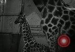 Standbild baby Giraffe London England Vereinigtes Königreich, 1956, aus Sekunde 6 historischem Filmmaterial Videoclip 65675069883