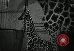 Standbild baby Giraffe London England Vereinigtes Königreich, 1956, aus Sekunde 7 historischem Filmmaterial Videoclip 65675069883