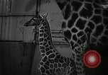 Standbild baby Giraffe London England Vereinigtes Königreich, 1956, aus Sekunde 8 historischem Filmmaterial Videoclip 65675069883