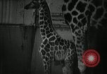 Standbild baby Giraffe London England Vereinigtes Königreich, 1956, aus Sekunde 9 historischem Filmmaterial Videoclip 65675069883