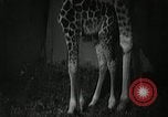 Standbild baby Giraffe London England Vereinigtes Königreich, 1956, aus Sekunde 10 historischem Filmmaterial Videoclip 65675069883