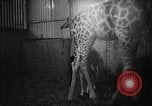 Standbild baby Giraffe London England Vereinigtes Königreich, 1956, aus Sekunde 11 historischem Filmmaterial Videoclip 65675069883