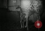 Standbild baby Giraffe London England Vereinigtes Königreich, 1956, aus Sekunde 12 historischem Filmmaterial Videoclip 65675069883