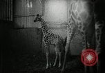 Standbild baby Giraffe London England Vereinigtes Königreich, 1956, aus Sekunde 13 historischem Filmmaterial Videoclip 65675069883