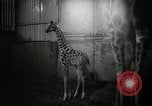 Standbild baby Giraffe London England Vereinigtes Königreich, 1956, aus Sekunde 14 historischem Filmmaterial Videoclip 65675069883