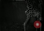 Standbild baby Giraffe London England Vereinigtes Königreich, 1956, aus Sekunde 15 historischem Filmmaterial Videoclip 65675069883