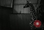 Standbild baby Giraffe London England Vereinigtes Königreich, 1956, aus Sekunde 16 historischem Filmmaterial Videoclip 65675069883