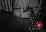 Standbild baby Giraffe London England Vereinigtes Königreich, 1956, aus Sekunde 17 historischem Filmmaterial Videoclip 65675069883