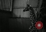 Standbild baby Giraffe London England Vereinigtes Königreich, 1956, aus Sekunde 18 historischem Filmmaterial Videoclip 65675069883