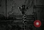 Standbild baby Giraffe London England Vereinigtes Königreich, 1956, aus Sekunde 19 historischem Filmmaterial Videoclip 65675069883