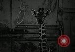 Standbild baby Giraffe London England Vereinigtes Königreich, 1956, aus Sekunde 20 historischem Filmmaterial Videoclip 65675069883