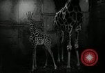 Standbild baby Giraffe London England Vereinigtes Königreich, 1956, aus Sekunde 21 historischem Filmmaterial Videoclip 65675069883