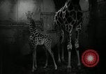 Standbild baby Giraffe London England Vereinigtes Königreich, 1956, aus Sekunde 22 historischem Filmmaterial Videoclip 65675069883