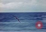 Immagine di SS Annibale Vittoria Oceano Pacifico, 1946, secondo 6 filmato di repertorio 65675069919
