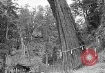Standbild In den Bergen von Taiwan Taiwan, 1940, aus Sekunde 46 historischem Filmmaterial Videoclip 65675069925