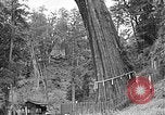 Standbild In den Bergen von Taiwan Taiwan, 1940, aus Sekunde 47 historischem Filmmaterial Videoclip 65675069925