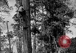 Standbild Holzfäller Skalierung hohe Bäume Taiwan, 1940, aus Sekunde 1 historischem Filmmaterial Videoclip 65675069926