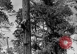 Standbild Holzfäller Skalierung hohe Bäume Taiwan, 1940, aus Sekunde 4 historischem Filmmaterial Videoclip 65675069926