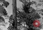 Standbild Holzfäller Skalierung hohe Bäume Taiwan, 1940, aus Sekunde 5 historischem Filmmaterial Videoclip 65675069926