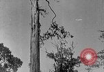 Standbild Holzfäller Skalierung hohe Bäume Taiwan, 1940, aus Sekunde 6 historischem Filmmaterial Videoclip 65675069926