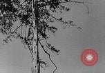 Standbild Holzfäller Skalierung hohe Bäume Taiwan, 1940, aus Sekunde 7 historischem Filmmaterial Videoclip 65675069926