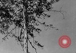 Standbild Holzfäller Skalierung hohe Bäume Taiwan, 1940, aus Sekunde 8 historischem Filmmaterial Videoclip 65675069926