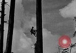Standbild Holzfäller Skalierung hohe Bäume Taiwan, 1940, aus Sekunde 9 historischem Filmmaterial Videoclip 65675069926