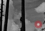 Standbild Holzfäller Skalierung hohe Bäume Taiwan, 1940, aus Sekunde 11 historischem Filmmaterial Videoclip 65675069926