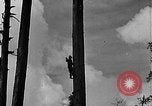 Standbild Holzfäller Skalierung hohe Bäume Taiwan, 1940, aus Sekunde 12 historischem Filmmaterial Videoclip 65675069926