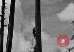 Standbild Holzfäller Skalierung hohe Bäume Taiwan, 1940, aus Sekunde 13 historischem Filmmaterial Videoclip 65675069926