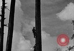 Standbild Holzfäller Skalierung hohe Bäume Taiwan, 1940, aus Sekunde 14 historischem Filmmaterial Videoclip 65675069926