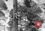 Standbild Holzfäller Skalierung hohe Bäume Taiwan, 1940, aus Sekunde 16 historischem Filmmaterial Videoclip 65675069926