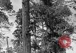 Standbild Holzfäller Skalierung hohe Bäume Taiwan, 1940, aus Sekunde 17 historischem Filmmaterial Videoclip 65675069926
