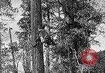 Standbild Holzfäller Skalierung hohe Bäume Taiwan, 1940, aus Sekunde 18 historischem Filmmaterial Videoclip 65675069926