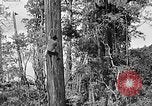Standbild Holzfäller Skalierung hohe Bäume Taiwan, 1940, aus Sekunde 19 historischem Filmmaterial Videoclip 65675069926