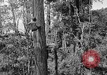 Standbild Holzfäller Skalierung hohe Bäume Taiwan, 1940, aus Sekunde 20 historischem Filmmaterial Videoclip 65675069926