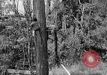 Standbild Holzfäller Skalierung hohe Bäume Taiwan, 1940, aus Sekunde 21 historischem Filmmaterial Videoclip 65675069926