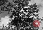 Standbild Holzfäller Skalierung hohe Bäume Taiwan, 1940, aus Sekunde 24 historischem Filmmaterial Videoclip 65675069926