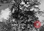 Standbild Holzfäller Skalierung hohe Bäume Taiwan, 1940, aus Sekunde 25 historischem Filmmaterial Videoclip 65675069926