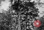 Standbild Holzfäller Skalierung hohe Bäume Taiwan, 1940, aus Sekunde 26 historischem Filmmaterial Videoclip 65675069926