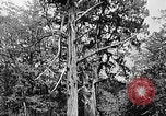Standbild Holzfäller Skalierung hohe Bäume Taiwan, 1940, aus Sekunde 27 historischem Filmmaterial Videoclip 65675069926