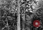 Standbild Holzfäller Skalierung hohe Bäume Taiwan, 1940, aus Sekunde 28 historischem Filmmaterial Videoclip 65675069926