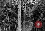 Standbild Holzfäller Skalierung hohe Bäume Taiwan, 1940, aus Sekunde 29 historischem Filmmaterial Videoclip 65675069926