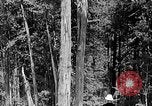 Standbild Holzfäller Skalierung hohe Bäume Taiwan, 1940, aus Sekunde 30 historischem Filmmaterial Videoclip 65675069926