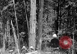Standbild Holzfäller Skalierung hohe Bäume Taiwan, 1940, aus Sekunde 31 historischem Filmmaterial Videoclip 65675069926