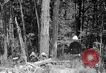 Standbild Holzfäller Skalierung hohe Bäume Taiwan, 1940, aus Sekunde 34 historischem Filmmaterial Videoclip 65675069926
